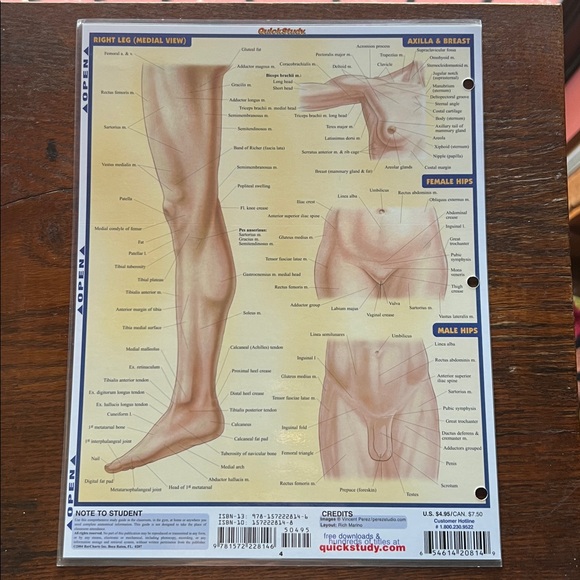 Quick Study Surface Anatomy Reference Guide - Picture 2 of 3